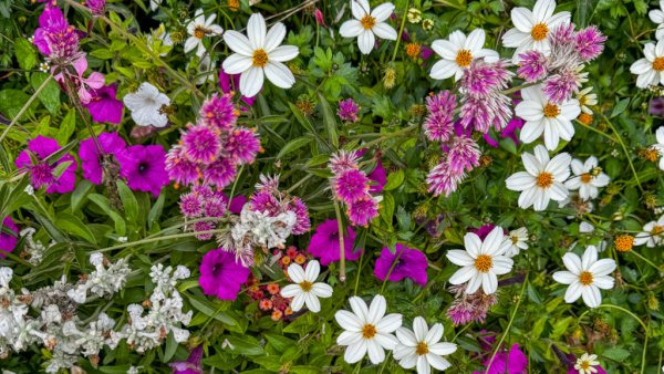 Blumen24_10_13